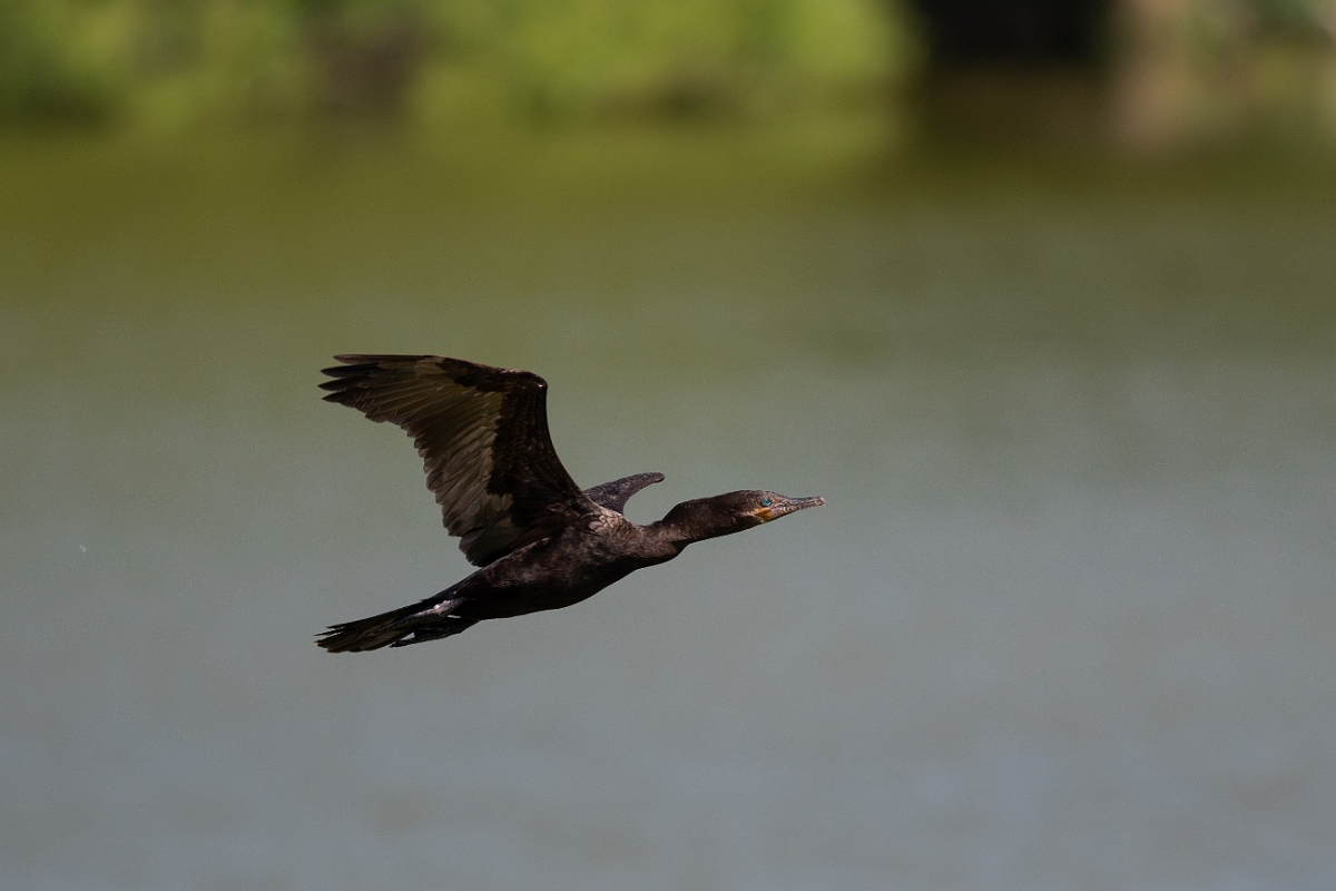 DPPhotography - Texas - Neotropic cormorant - S.jpg - Neotropic cormorant - Smith Oaks, High Island, Texas