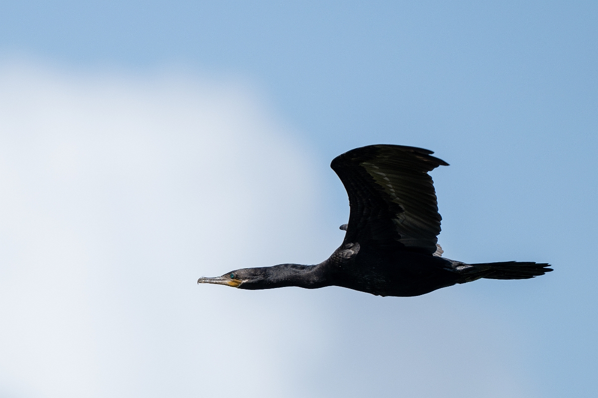 DPPhotography - Texas - Neotropic cormorant - U.jpg - Neotropic cormorant - Smith Oaks, High Island, Texas