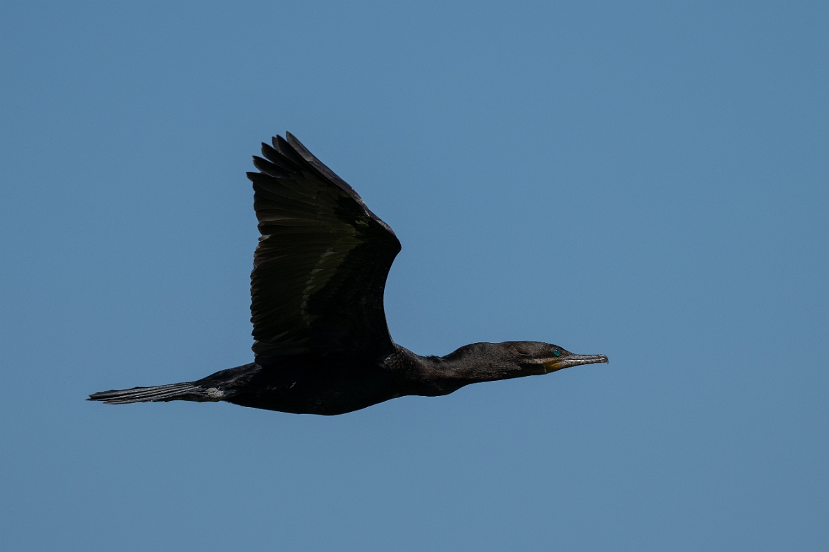 DPPhotography - Texas - Neotropic cormorant - V.jpg - Neotropic cormorant - Smith Oaks, High Island, Texas