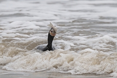 DPPhotography - Texas - Neotropic cormorant - B