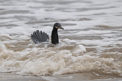 DPPhotography - Texas - Neotropic cormorant - C