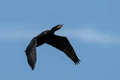 DPPhotography - Texas - Neotropic cormorant - L