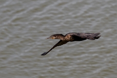 DPPhotography - Texas - Neotropic cormorant - O