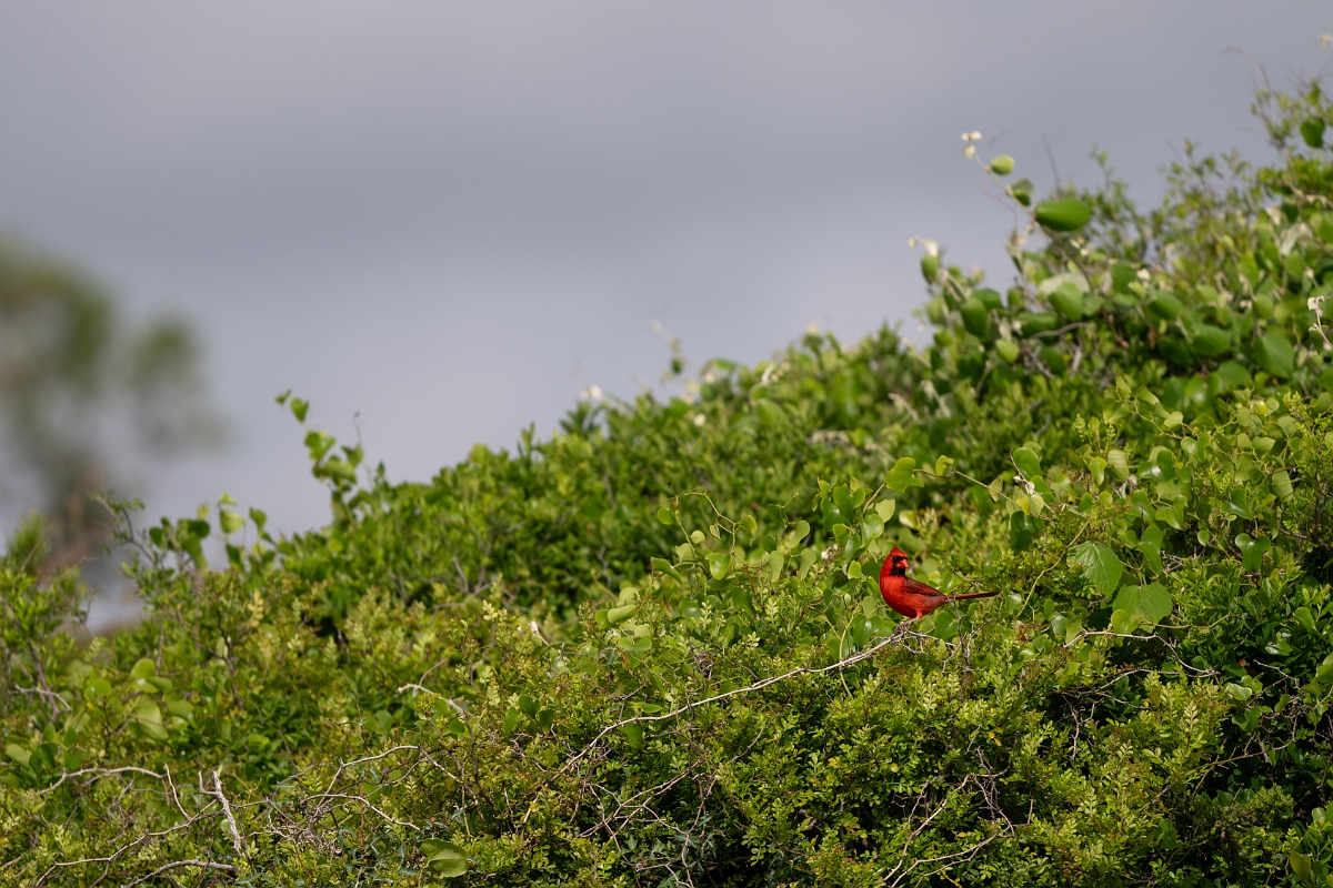DPPhotography - Texas - Northern cardinal - A.jpg - Northern cardinal - Aransas NWR, Texas