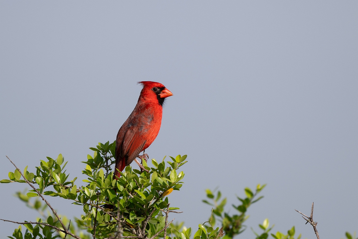 DPPhotography - Texas - Northern cardinal - B.jpg - Northern cardinal - Attwater NWR, Texas