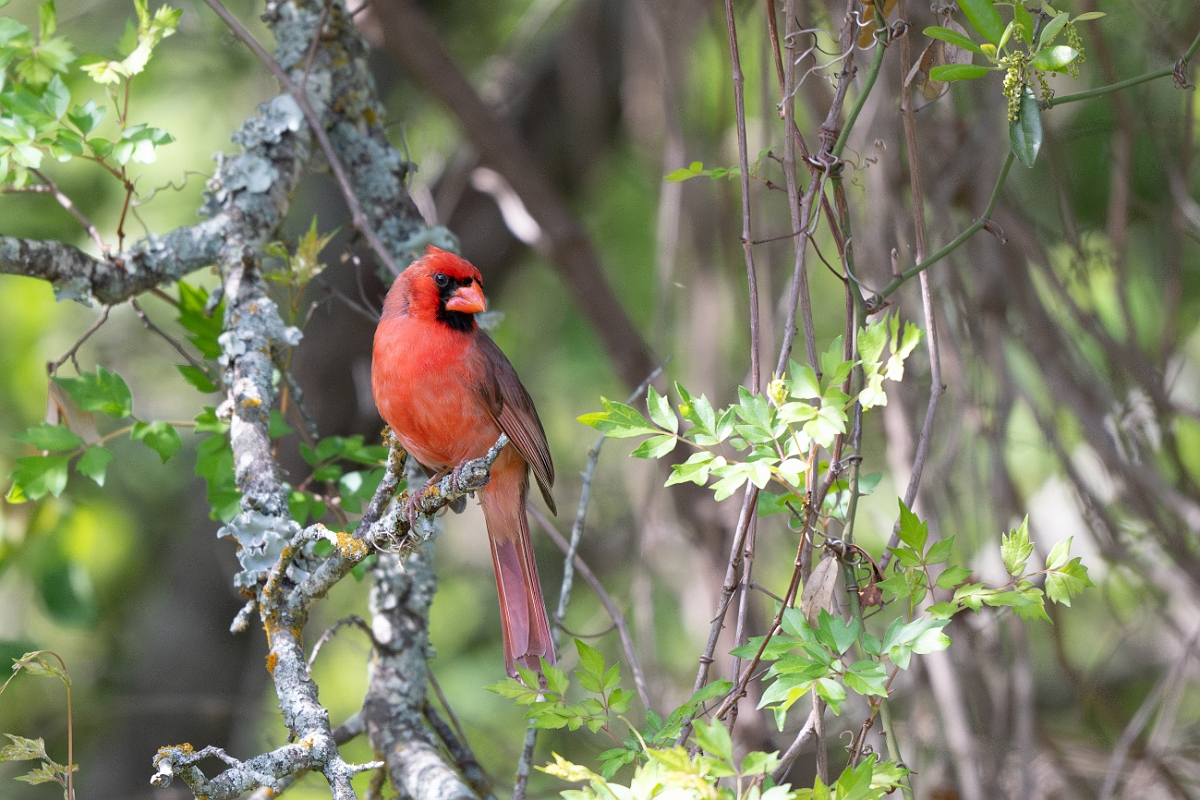 DPPhotography - Texas - Northern cardinal - C.jpg - Northern cardinal - Ink Lake State Park, Texas