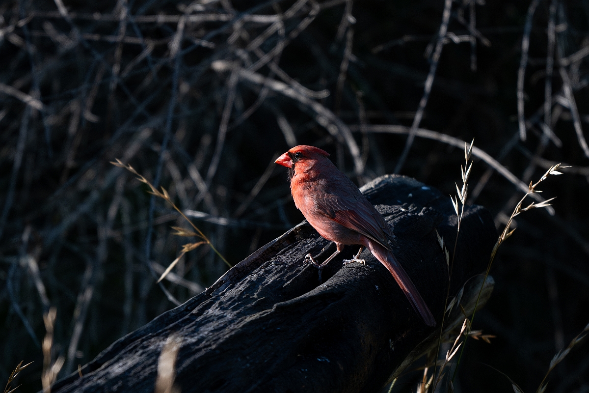 DPPhotography - Texas - Northern cardinal - D.jpg - Northern cardinal - Ink Lake State Park, Texas