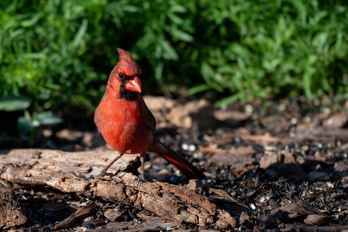 DPPhotography - Texas - Northern cardinal - E.jpg - Northern cardinal - Ink Lake State Park, Texas