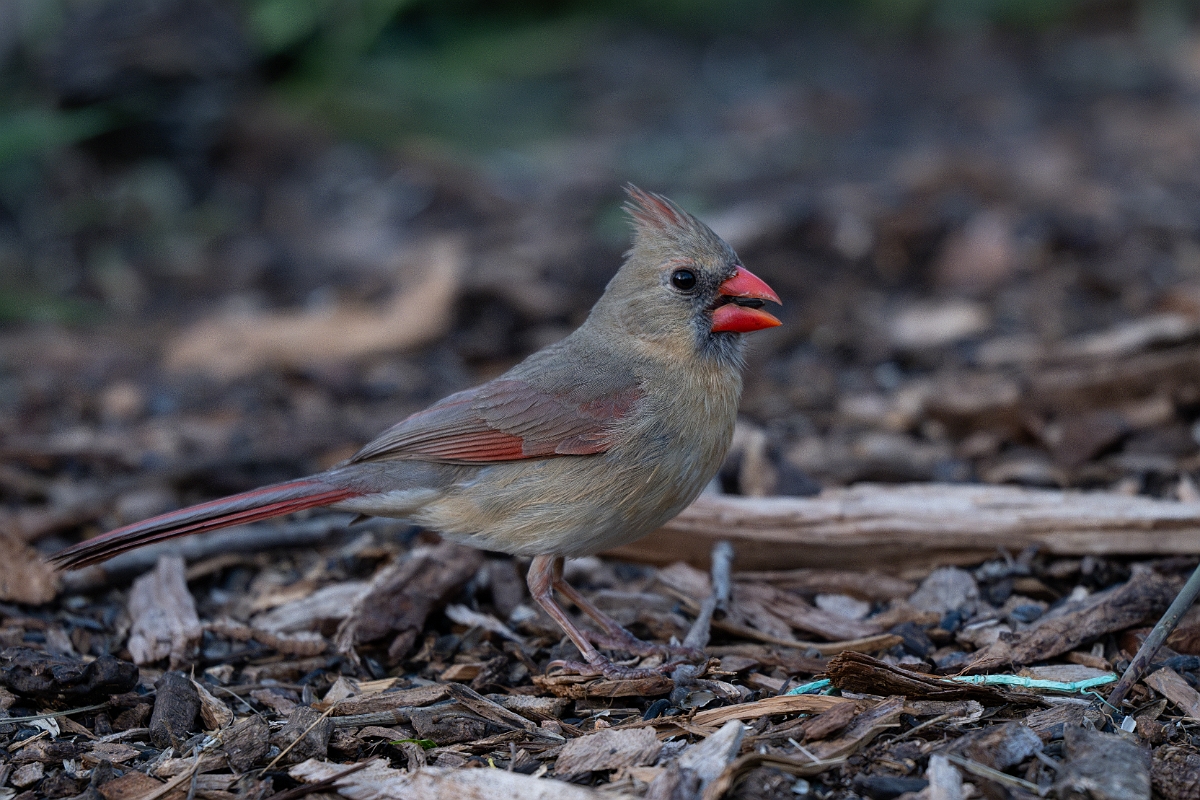DPPhotography - Texas - Northern cardinal - F.jpg - Northern cardinal - Ink Lake State Park, Texas