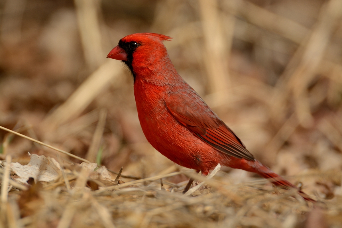 David Plant Photography - Wildlife Photography - Northern cardinal - A.jpg - Northern cardinal - Ipswich River WR, MA