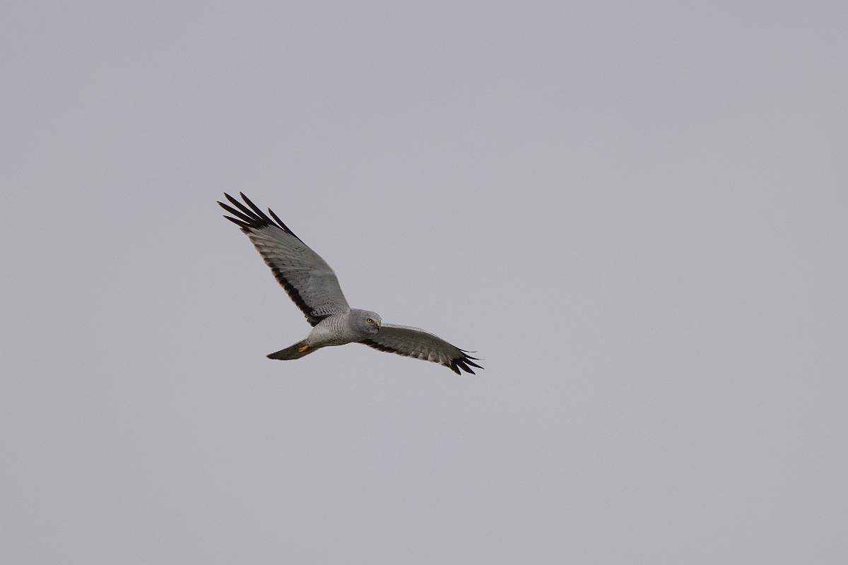 DPPhotography - Texas - Northern harrier - A.jpg - Northern harrier, male - Bolivar Flats, Bolivar Peninsula