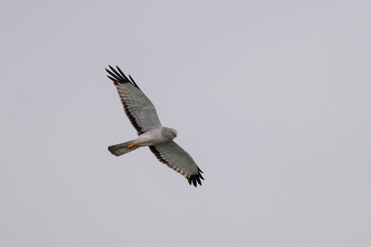 DPPhotography - Texas - Northern harrier - B.jpg - Northern harrier, male - Bolivar Flats, Bolivar Peninsula