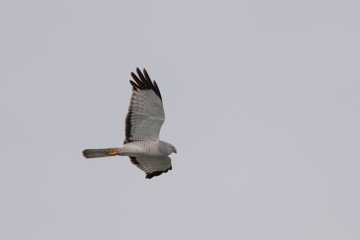 DPPhotography - Texas - Northern harrier - C.jpg - Northern harrier, male - Bolivar Flats, Bolivar Peninsula