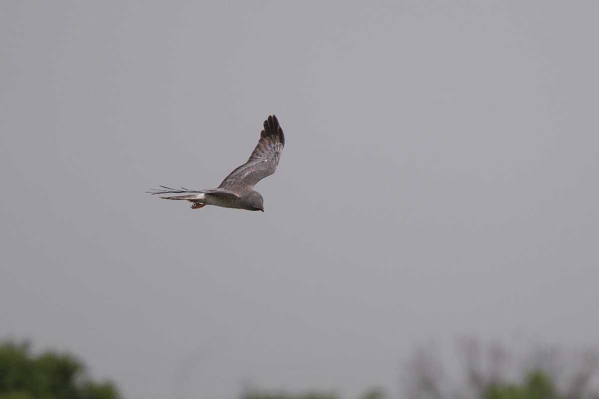 DPPhotography - Texas - Northern harrier - D.jpg - Northern harrier, male - Bolivar Flats, Bolivar Peninsula