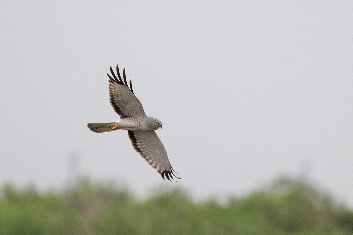 DPPhotography - Texas - Northern harrier - E.jpg - Northern harrier, male - Bolivar Flats, Bolivar Peninsula