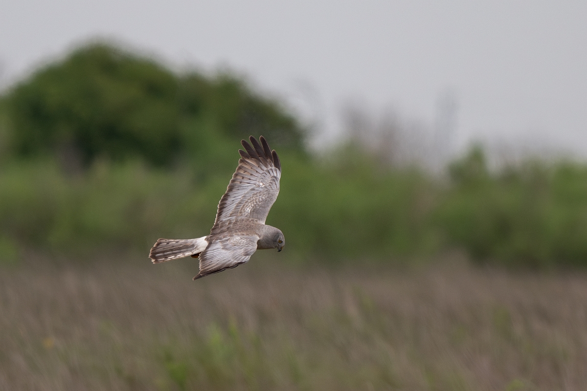 DPPhotography - Texas - Northern harrier - F.jpg - Northern harrier, male - Bolivar Flats, Bolivar Peninsula