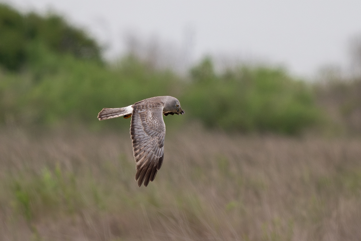 DPPhotography - Texas - Northern harrier - G.jpg - Northern harrier, male - Bolivar Flats, Bolivar Peninsula