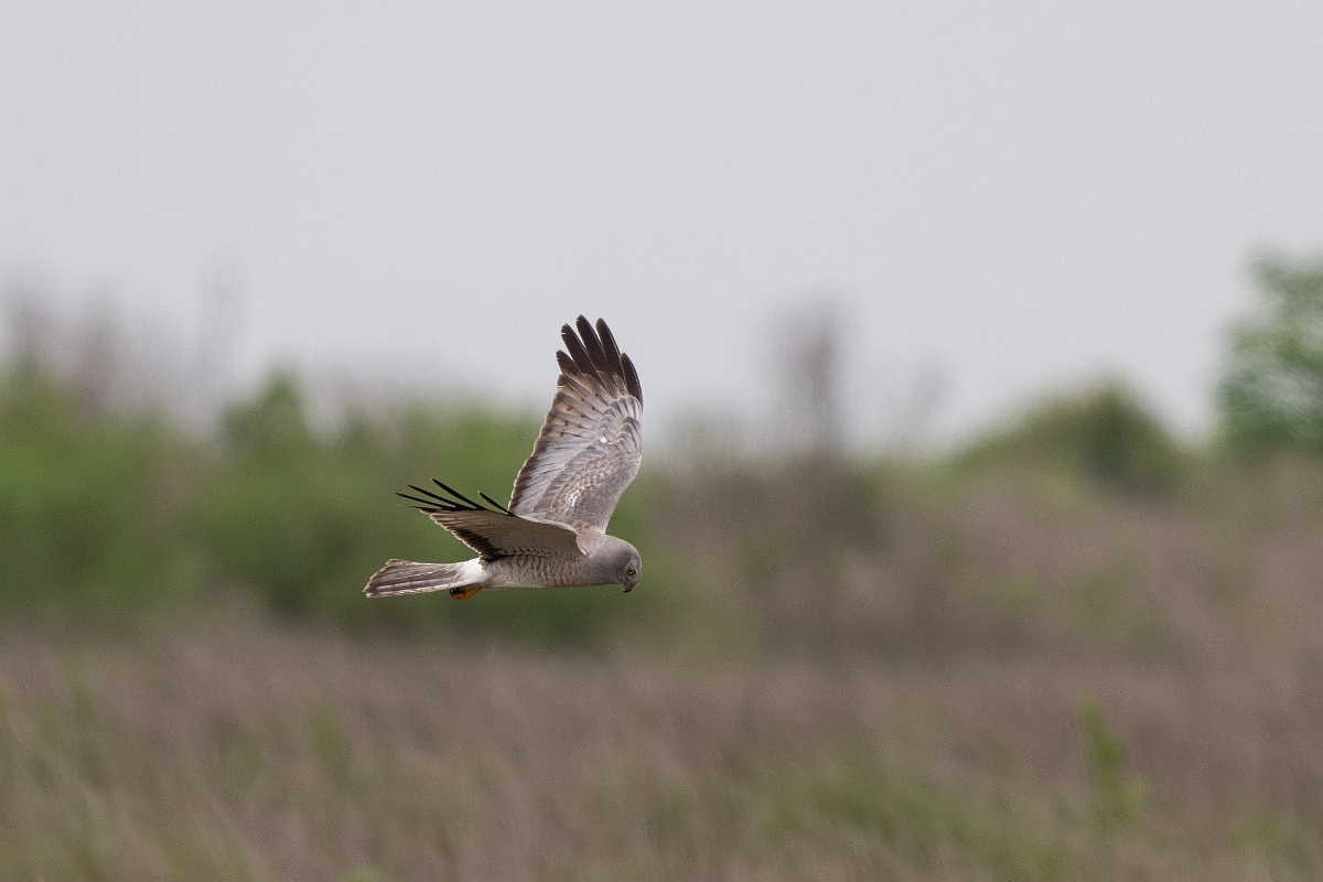 DPPhotography - Texas - Northern harrier - H.jpg - Northern harrier, male - Bolivar Flats, Bolivar Peninsula