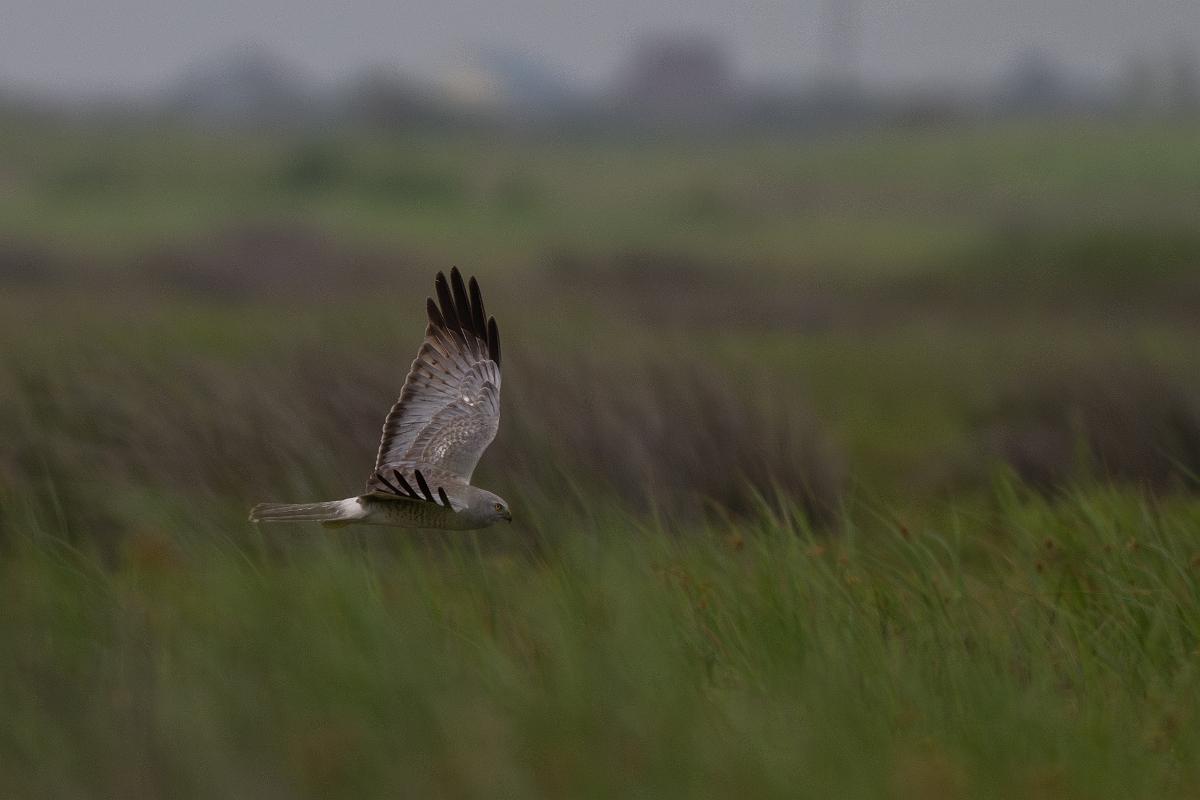 DPPhotography - Texas - Northern harrier - J.jpg - Northern harrier, male - Bolivar Flats, Bolivar Peninsula