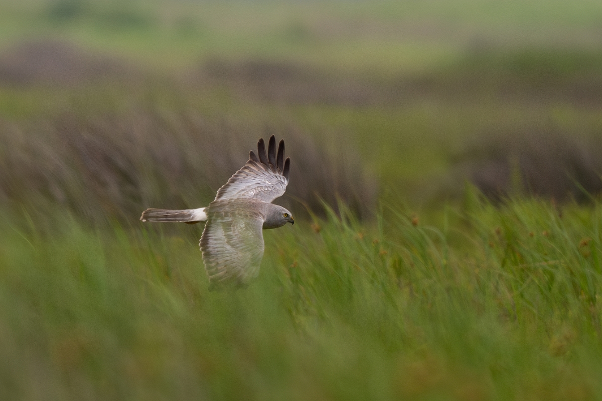 DPPhotography - Texas - Northern harrier - K.jpg - Northern harrier, male - Bolivar Flats, Bolivar Peninsula