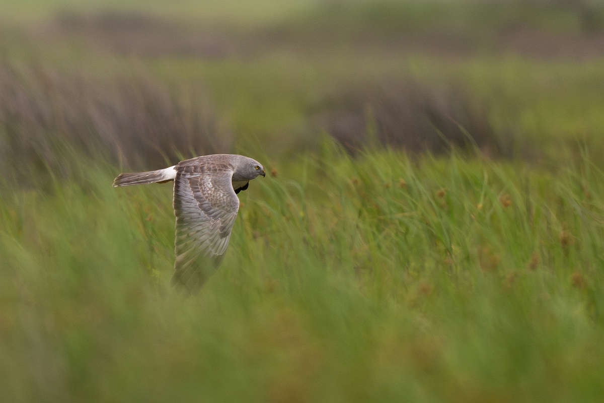 DPPhotography - Texas - Northern harrier - L.jpg - Northern harrier, male - Bolivar Flats, Bolivar Peninsula
