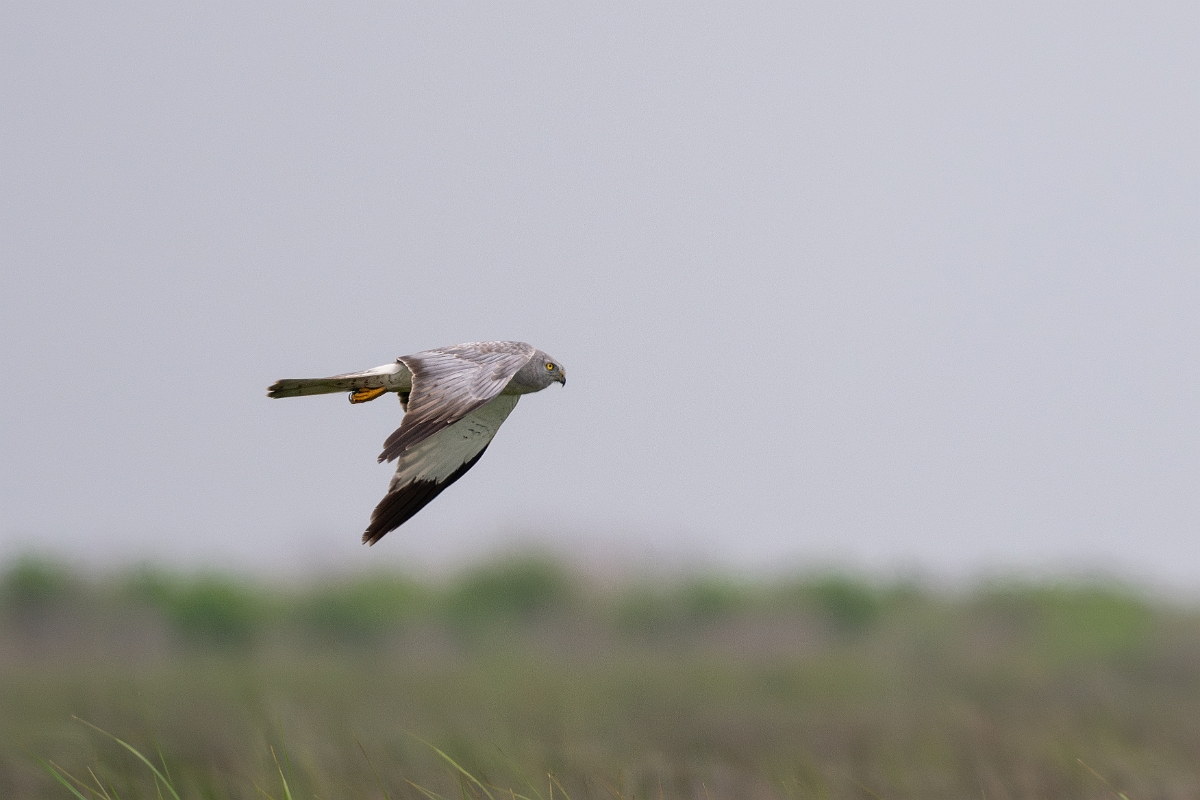 DPPhotography - Texas - Northern harrier - N.jpg - Northern harrier, male - Bolivar Flats, Bolivar Peninsula