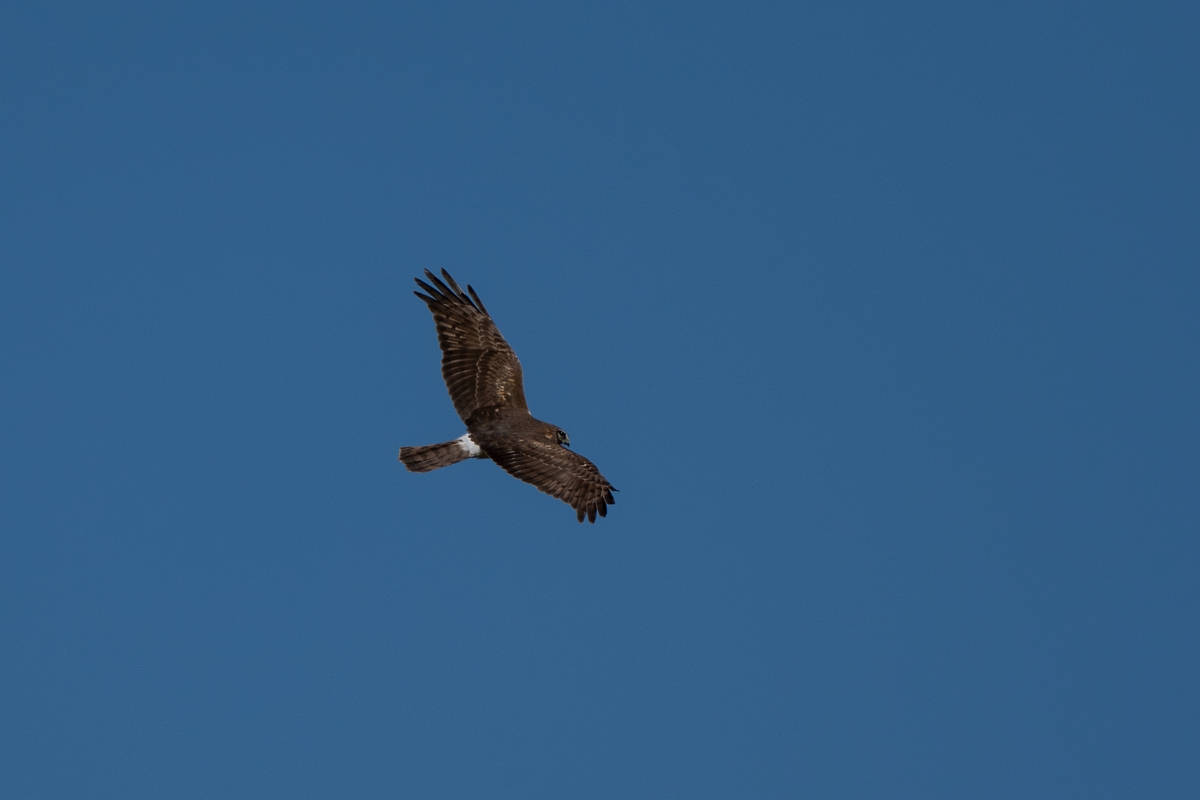 DPPhotography - Texas - Northern harrier - O.jpg - Northern harrier, female - Sandia, Texas