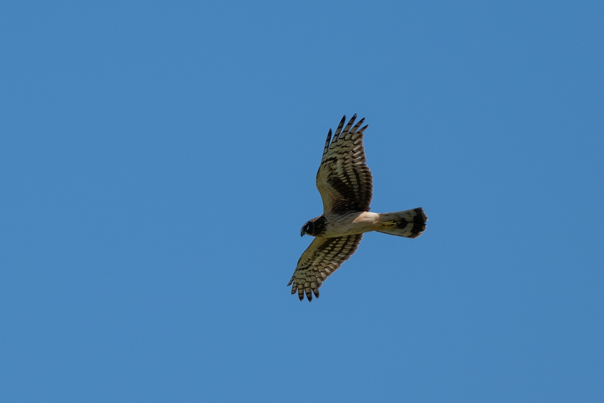 DPPhotography - Texas - Northern harrier - Q.jpg - Northern harrier, female - Sandia, Texas