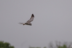 DPPhotography - Texas - Northern harrier - D