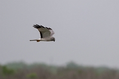 DPPhotography - Texas - Northern harrier - I