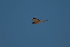 David Plant Photography - Wildlife Photography - Northern harrier - A