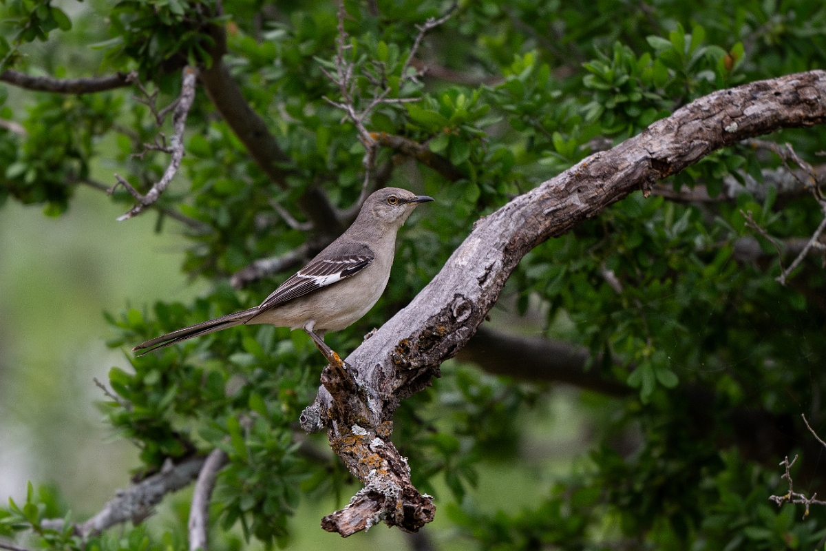 DPPhotography - Texas - Northern mockingbird - B.jpg - Northern mockingbird - Ink Lake State Park, Texas