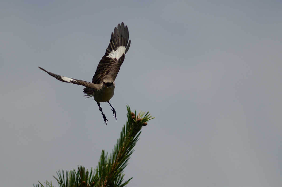 David Plant Photography - Wildlife Photography - Northern mockingbird - B.jpg - Northern mockingbird flying - Plum Island, MA