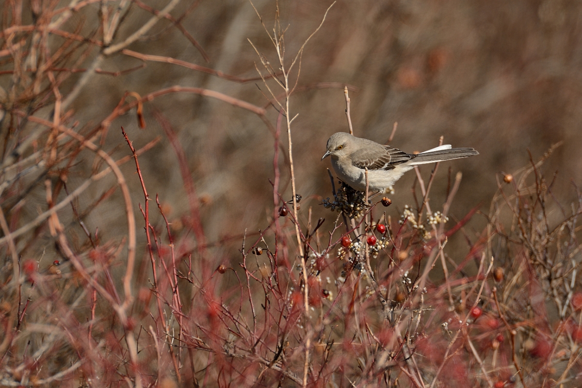 David Plant Photography - Wildlife Photography - Northern mockingbird - C.jpg - Northern mockingbird - Salisbury Beach, MA