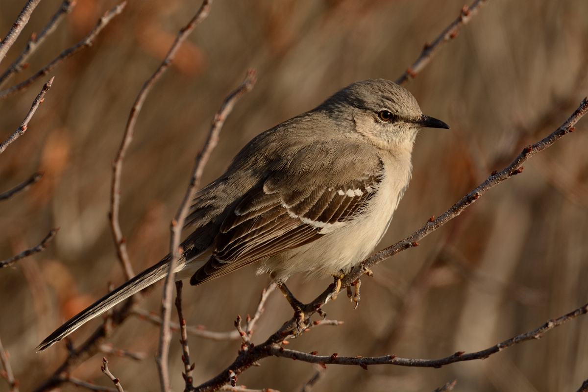 David Plant Photography - Wildlife Photography - Northern mockingbird - D.jpg - Northern mockingbird - Salisbury Beach, MA