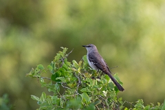 DPPhotography - Texas - Northern mockingbird - A
