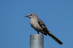 DPPhotography - Texas - Northern mockingbird - D