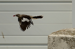 David Plant Photography - Wildlife Photography - Northern mockingbird - A