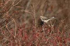 David Plant Photography - Wildlife Photography - Northern mockingbird - C
