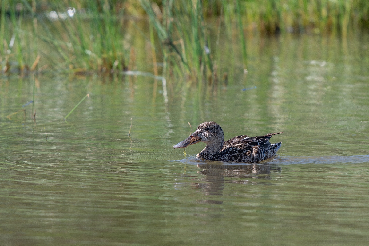 DPPhotography - Texas - Northern shoveler - A.jpg - Northern shoveler, female - Santa Ana NWR, Texas