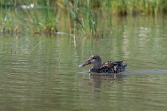 DPPhotography - Texas - Northern shoveler - A