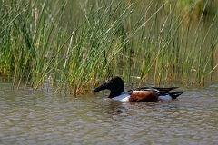 DPPhotography - Texas - Northern shoveler - B