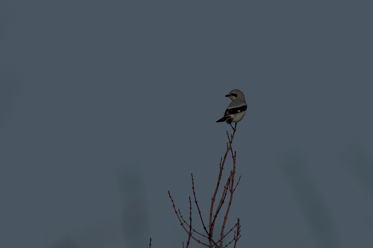 David Plant Photography - Wildlife Photography - Northern shrike - A.jpg - Northern shrike - Plum Island, MA