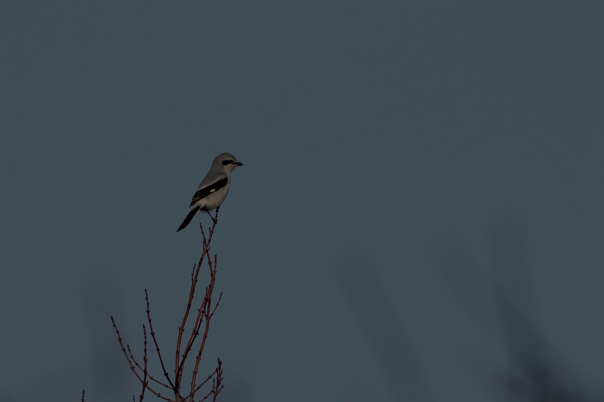 David Plant Photography - Wildlife Photography - Northern shrike - B.jpg - Northern shrike - Plum Island, MA