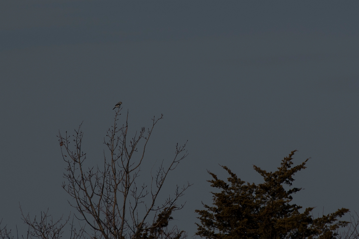 David Plant Photography - Wildlife Photography - Northern shrike - C.jpg - Northern shrike - Plum Island, MA
