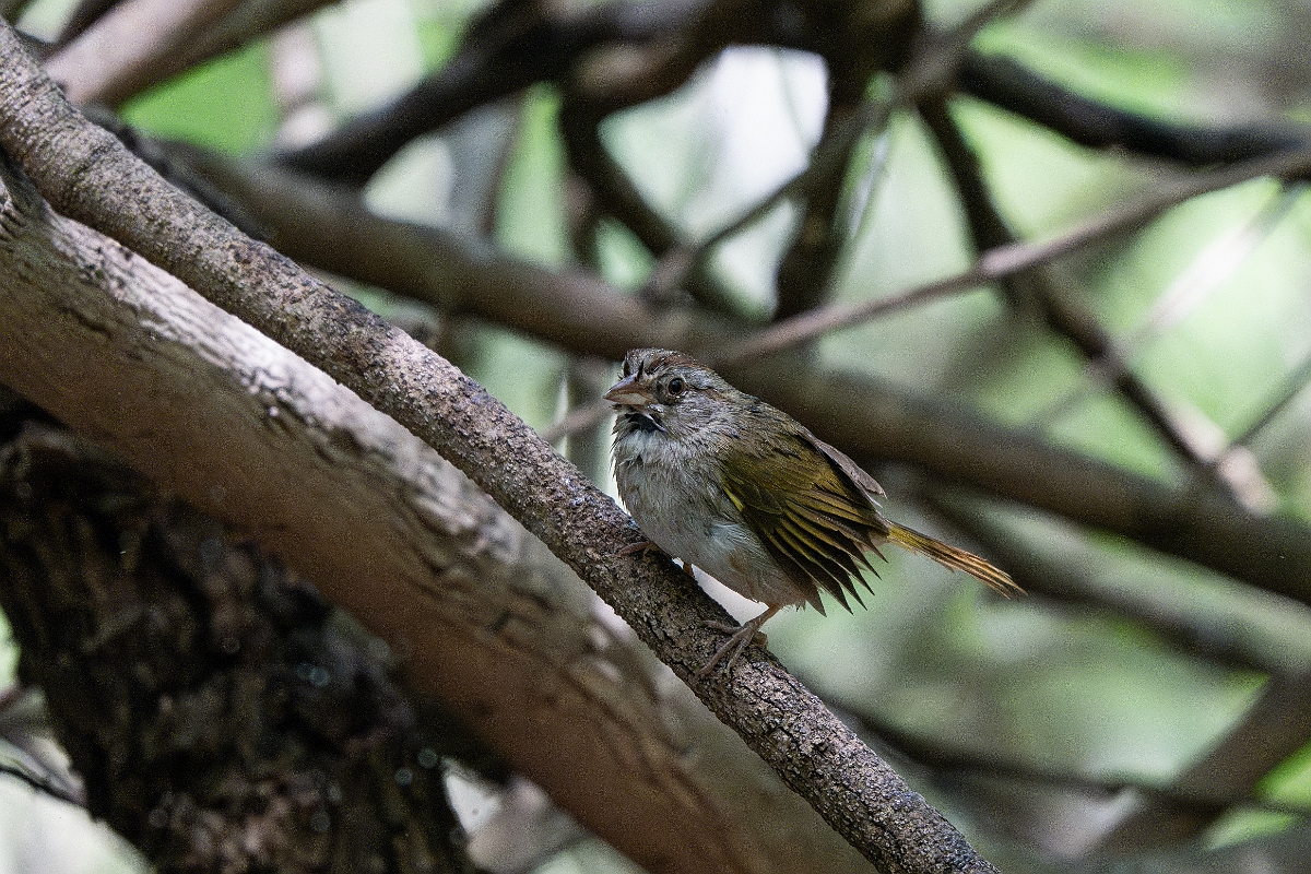 DPPhotography - Texas - Olive sparrow - B.jpg - Olive sparrow - Estero Llano Grande State Park, Texas