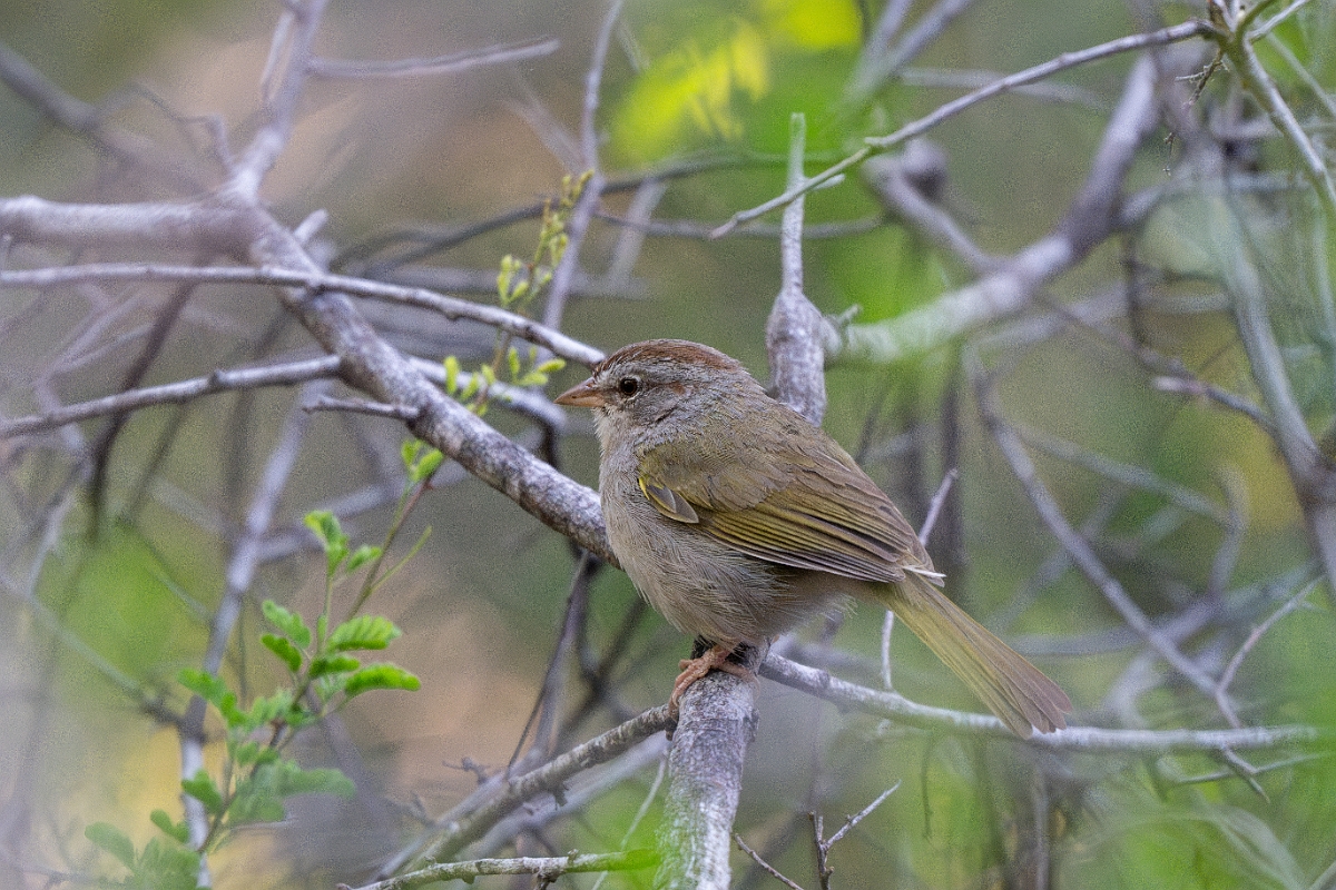 DPPhotography - Texas - Olive sparrow - D.jpg - Olive sparrow - Santa Ana NWR, Texas