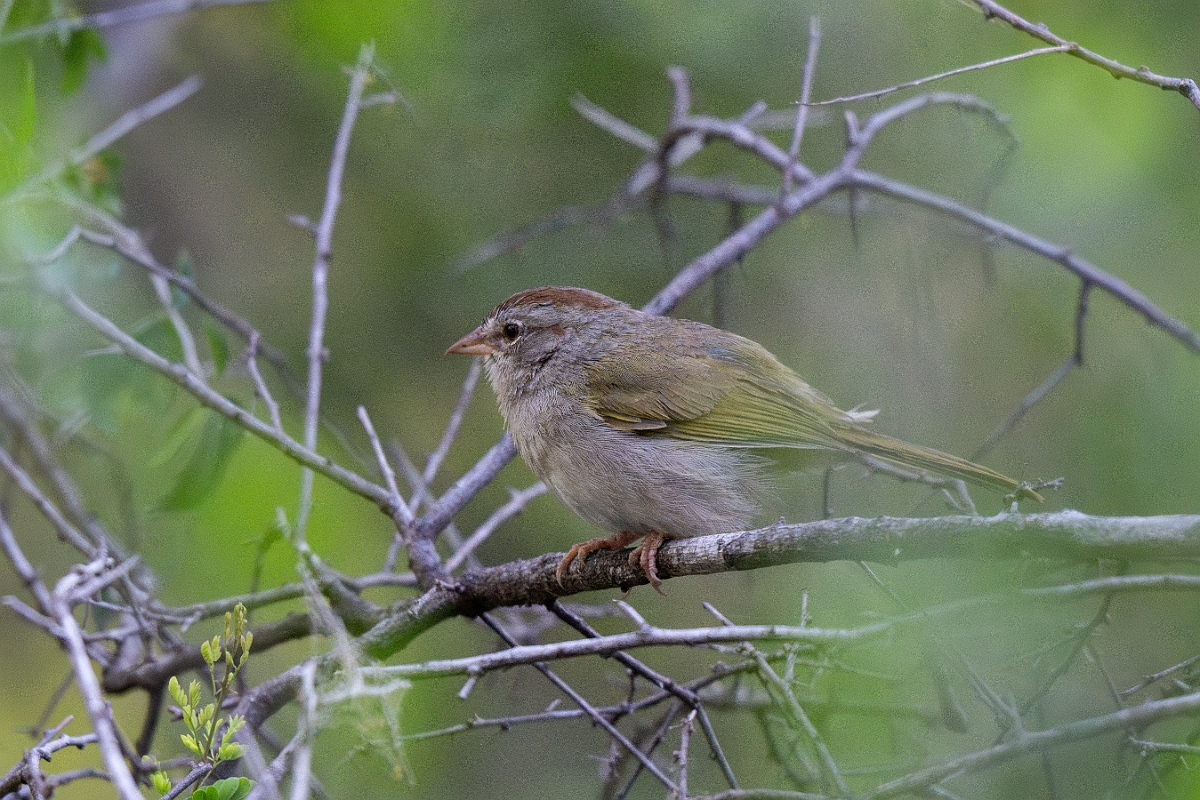 DPPhotography - Texas - Olive sparrow - E.jpg - Olive sparrow - Santa Ana NWR, Texas