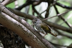DPPhotography - Texas - Olive sparrow - A