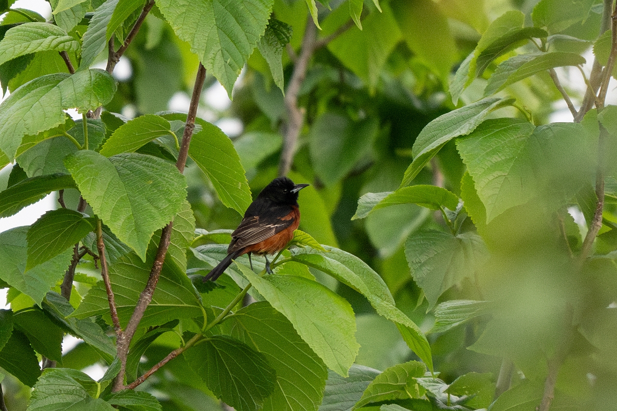 DPPhotography - Texas - Orchard oriole - A.jpg - Orchard oriole, male - Smith Oaks, High Island, Texas